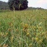 State Minor Forest Produce Association has tied up with Indian Millet