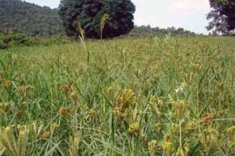 State Minor Forest Produce Association has tied up with Indian Millet