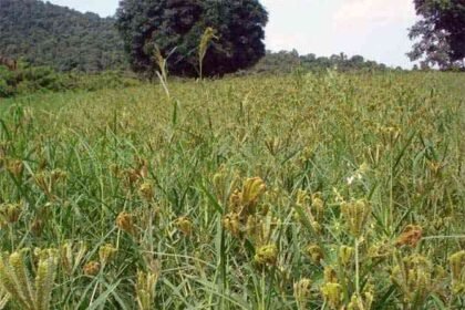 State Minor Forest Produce Association has tied up with Indian Millet