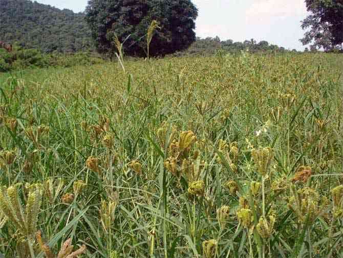 State Minor Forest Produce Association has tied up with Indian Millet