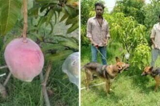 सिर्फ 7 आमों की रखवाली में लगे हैं 4 गार्ड और 6 कुत्ते, जानें क्यों इतना खास है यह मैंगो?