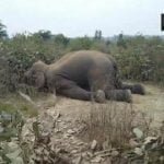 रायगढ़ जिले में करंट लगने से एक हाथी की मौत, पोस्टमार्टम के बाद दर्ज होगा मामला