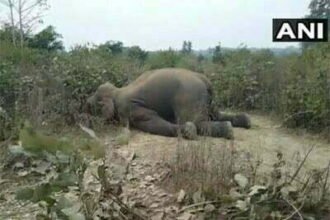 रायगढ़ जिले में करंट लगने से एक हाथी की मौत, पोस्टमार्टम के बाद दर्ज होगा मामला