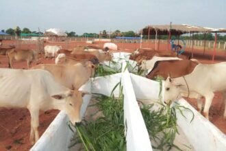 स्वतंत्रता दिवस समारोह में उत्कृष्ट गौठान होंगे पुरस्कृत एवं सम्मानितए तीन उत्कृष्ट गौठानों को दी जाएगी 50-50 हजार रूपए की प्रोत्साहन राशि