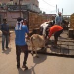 Under the Roka Cheka campaign, 104 stray animals were caught in the corporation area. Stray animals roaming on