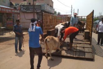 Under the Roka Cheka campaign, 104 stray animals were caught in the corporation area. Stray animals roaming on