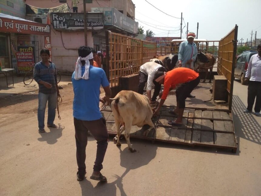 Under the Roka Cheka campaign, 104 stray animals were caught in the corporation area. Stray animals roaming on