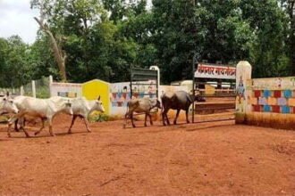 पशुओं को ठौर मिलने के साथ ही महिलाओं को मिला आय का साधन