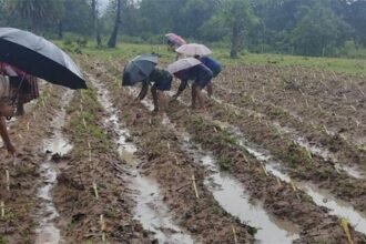 चारागाह विकास के लिए गौठाने में रोपे गए नेपियर घास, पशुओं के लिए साल भर रहेगी चारे की व्यवस्था