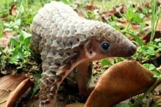 महासमुंद जिले में पैंगोलिन की तस्करी, 4 आरोपी गिरफ्तार