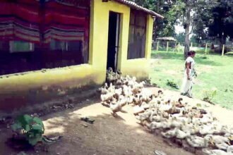 Gothan on the path of self-reliance from multiactivity