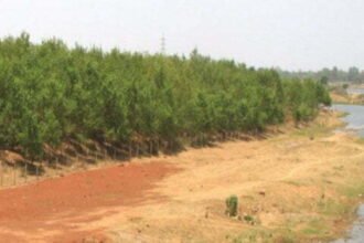 Riverbank Planting: The river bank will be the center of attraction