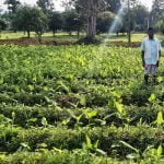 MNREGA fruit garden changed the fate of farmers