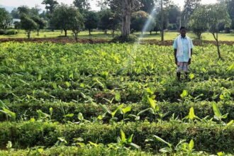 MNREGA fruit garden changed the fate of farmers