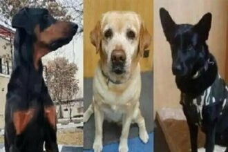 अफगानिस्तान से लौटे रूबी, माया और बॉबी की होगी छत्तीसगढ़ में नक्सल विरोधी अभियान में तैनाती