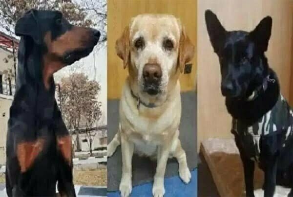 अफगानिस्तान से लौटे रूबी, माया और बॉबी की होगी छत्तीसगढ़ में नक्सल विरोधी अभियान में तैनाती