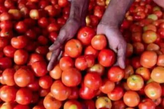बंपर उत्पादन: चार रुपये किलो के भाव से बिक रहा टमाटर, देशभर की थोक मंडियों में गिरे दाम