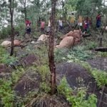 Effect of rose in Chhattisgarh: Heavy rain in Bastar