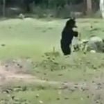 कभी पैर से मारी किक, तो कभी सिर से बॉल को उछाला, जंगल में फुटबॉल खेलते देखे गए ये भालू, देखे विडियो