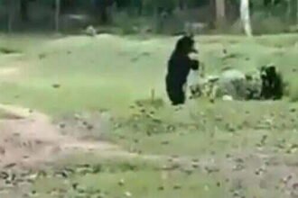 कभी पैर से मारी किक, तो कभी सिर से बॉल को उछाला, जंगल में फुटबॉल खेलते देखे गए ये भालू, देखे विडियो