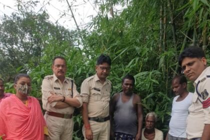 Was cultivating ganja at home… Police raided and uprooted and confiscated with roots