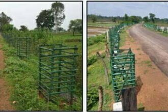 सड़क किनारे लहलहाएगी हरियाली: प्रदेश की 205 किलोमीटर लंबाई में डेढ़ लाख से अधिक पौधों का रोपण प्रगति पर