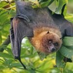 लाओस की गुफाओं में पाए गए कोरोना संक्रमण फैलाने वाले चमगादड़, वैज्ञानिकों ने किया दावा