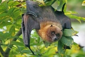 लाओस की गुफाओं में पाए गए कोरोना संक्रमण फैलाने वाले चमगादड़, वैज्ञानिकों ने किया दावा