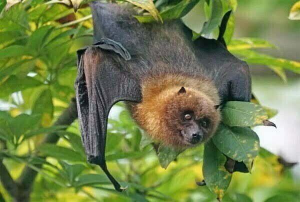 लाओस की गुफाओं में पाए गए कोरोना संक्रमण फैलाने वाले चमगादड़, वैज्ञानिकों ने किया दावा