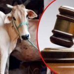 गाय भारत की संस्कृति का अभिन्न अंग, राष्ट्रीय पशु घोषित करने के लिए सरकार लाए विधेयक-हाई कोर्ट