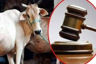 गाय भारत की संस्कृति का अभिन्न अंग, राष्ट्रीय पशु घोषित करने के लिए सरकार लाए विधेयक-हाई कोर्ट