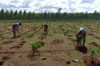 Day by day the trend of people towards Chief Minister's Tree Plantation Promotion Scheme