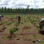 Chief Minister's Tree Plantation Incentive Scheme: So far 1.21 lakh saplings