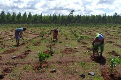 Chief Minister's Tree Plantation Incentive Scheme: So far 1.21 lakh saplings