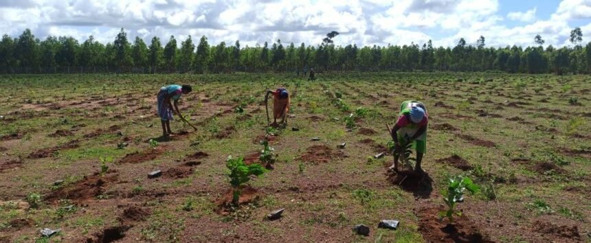 Chief Minister's Tree Plantation Incentive Scheme: So far 1.21 lakh saplings