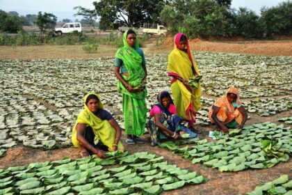 Raipur. During the current year, the maximum collection of 2 lakh 76 thousand 670 standard