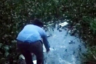 डेंगू के प्रकोप को रोकने के लिए मछलियों का सहारा, तालाबों में छोड़ी गईं 25 हजार 'गंबूजिया' मछली