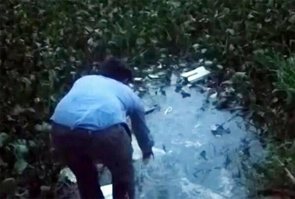 डेंगू के प्रकोप को रोकने के लिए मछलियों का सहारा, तालाबों में छोड़ी गईं 25 हजार 'गंबूजिया' मछली