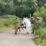 मना करने पर भी नहीं माना बजुर्ग, रास्ते मे लकड़बग्घे ने किया हमला, वीडियो वायरल होने से मचा हडकंप
