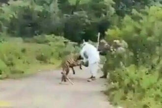 मना करने पर भी नहीं माना बजुर्ग, रास्ते मे लकड़बग्घे ने किया हमला, वीडियो वायरल होने से मचा हडकंप