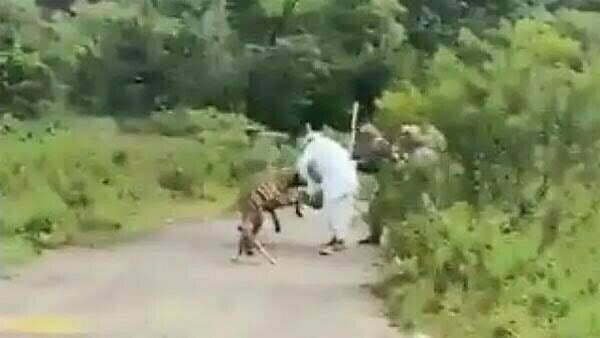 मना करने पर भी नहीं माना बजुर्ग, रास्ते मे लकड़बग्घे ने किया हमला, वीडियो वायरल होने से मचा हडकंप