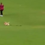 बल्लेबाज ने मारा शॉट और बॉल लेकर भागने लगा कुत्ता, सिक्योरिटी गार्ड से भी लगवाई दौड़, मजेदार VIDEO वायरल