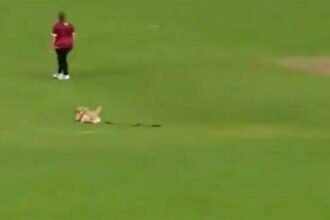 बल्लेबाज ने मारा शॉट और बॉल लेकर भागने लगा कुत्ता, सिक्योरिटी गार्ड से भी लगवाई दौड़, मजेदार VIDEO वायरल