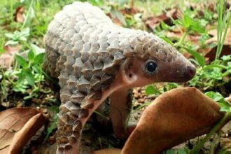 पैंगोलिन के अवशेष के साथ सीआईएसएफ अधिकारी गिरफ्तार, रायपुर एयरपोर्ट में थी तैनाती