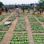 भानुप्रतापपुर वन मंडल में सर्वाधिक 91320 मानक बोरा तेन्दूपत्ता का संग्रहण