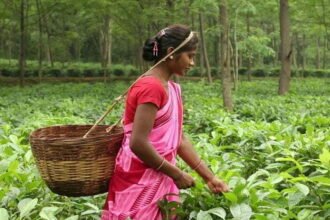 ब्रेकिंग न्यूज: सीएम बघेल की पहल पर चाय और काफी की खेती को बढ़ावा देने छत्तीसगढ़ में होगा टी काफी बोर्ड का गठन… कृषि मंत्री की अध्यक्षता में बनेगा बोर्ड