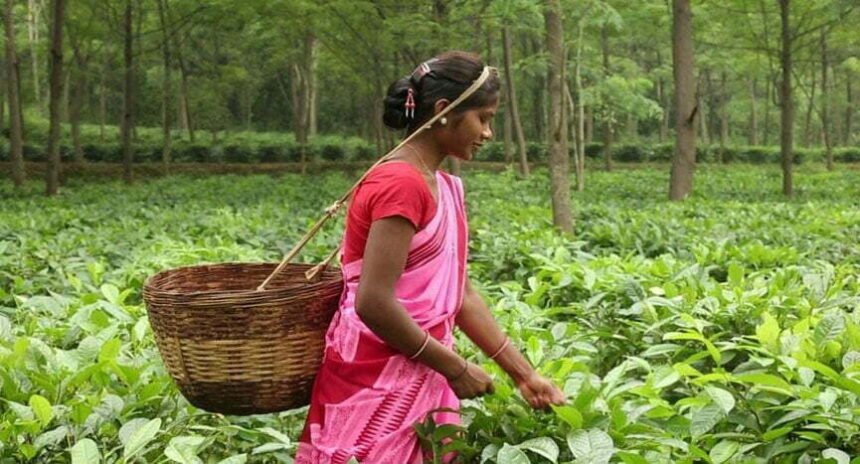 ब्रेकिंग न्यूज: सीएम बघेल की पहल पर चाय और काफी की खेती को बढ़ावा देने छत्तीसगढ़ में होगा टी काफी बोर्ड का गठन… कृषि मंत्री की अध्यक्षता में बनेगा बोर्ड
