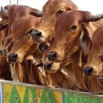 जहर वाला पानी पिलाकर 58 गायों की ले ली जान, नौकरी से हटाए जाने पर यूं निकाला गुस्सा