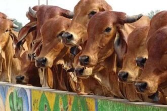 जहर वाला पानी पिलाकर 58 गायों की ले ली जान, नौकरी से हटाए जाने पर यूं निकाला गुस्सा