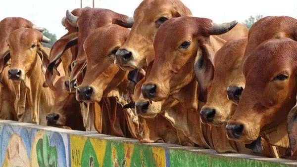 जहर वाला पानी पिलाकर 58 गायों की ले ली जान, नौकरी से हटाए जाने पर यूं निकाला गुस्सा